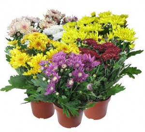 Chrisantemums ― Ukrflower - flower delivery