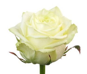 Rose White Ukraine 60-70 cm ― Ukrflower - flower delivery