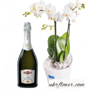 Orchid combo ― Ukrflower - flower delivery