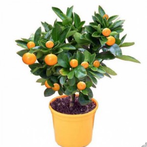 Citrus reticulata ― Ukrflower - flower delivery