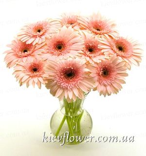 11 pink gerberas ― Ukrflower - flower delivery