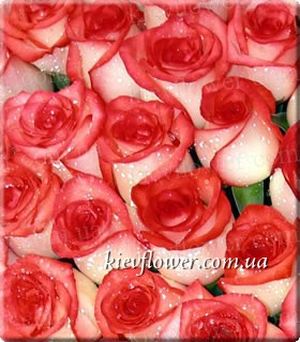 Rose Blush ― Ukrflower - flower delivery