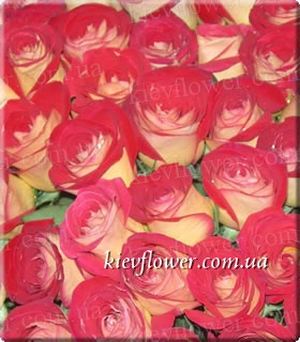 Friendship Rose ― Ukrflower - flower delivery