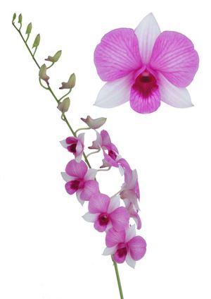 Orchid ― Ukrflower - flower delivery