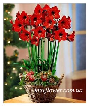 Basket with Amaryllis "Fairy Tale " ― Ukrflower - flower delivery