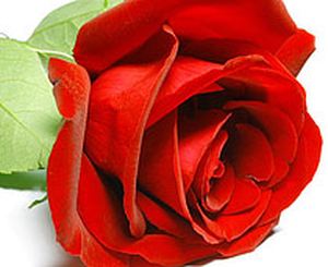 Elegant Dutch Red Roses: Order Individually with Nationwide Delivery