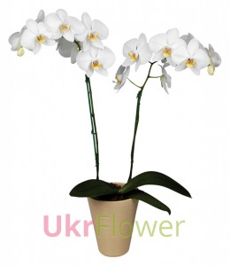 The orchid Phalaenopsis (white) ― Ukrflower - flower delivery