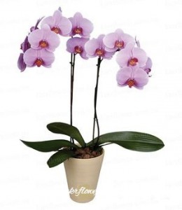 Orchid of Phalaenopsis (pink) ― Ukrflower - flower delivery