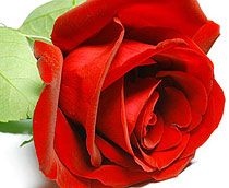 Long stem Dutch red rose