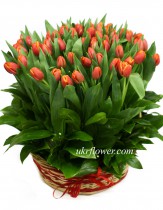75 tulips in basket 