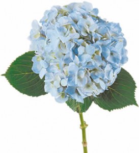 hydrangea ― Ukrflower - flower delivery