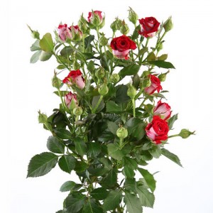 rose bush ― Ukrflower - flower delivery
