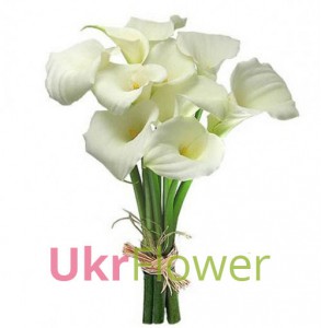 Bouquet-callas ― Ukrflower - flower delivery