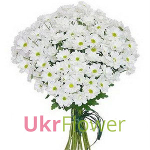 Bouquet of chrysanthemums ― Ukrflower - flower delivery