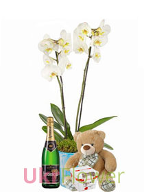 Orchid gift set
