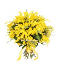 Mimosa bouquet