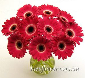 Bouquet of 11 gerberas Clarets ― Ukrflower - flower delivery