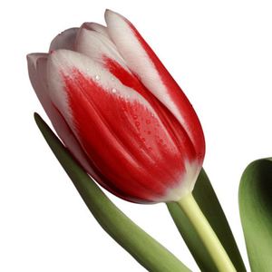 Tulip ― Ukrflower - flower delivery