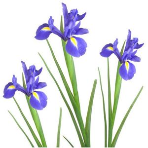 Iris ― Ukrflower - flower delivery