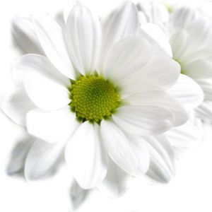 Chrysanthemum bush ― Ukrflower - flower delivery