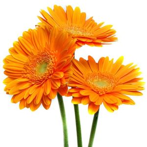 Gerbera ― Ukrflower - flower delivery