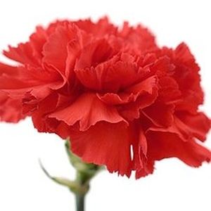 Carnation ― Ukrflower - flower delivery