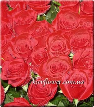Freedom Rose ― Ukrflower - flower delivery