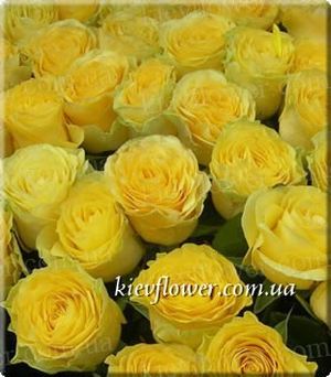 Rose Ilios ― Ukrflower - flower delivery