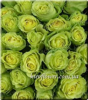Rose Limbo ― Ukrflower - flower delivery