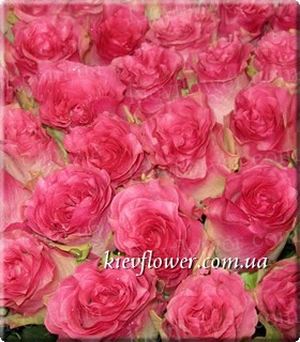 Malibu Rose ― Ukrflower - flower delivery