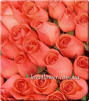 Rose Rafaello ― Ukrflower - flower delivery