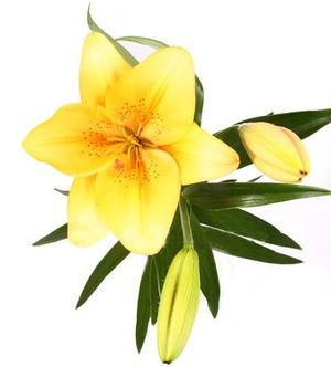 Lily ― Ukrflower - flower delivery