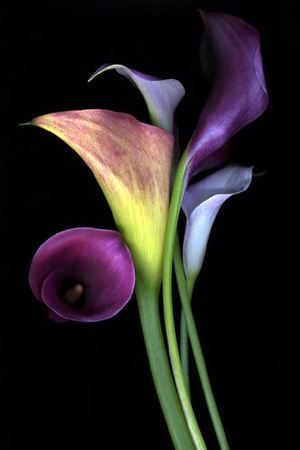 Callas ― Ukrflower - flower delivery