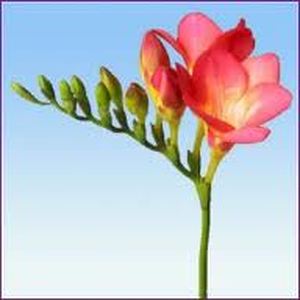 Freesia ― Ukrflower - flower delivery