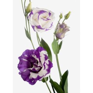 Eustoma ― Ukrflower - flower delivery