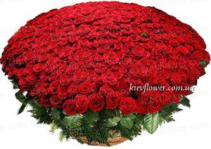 Basket of 501 Roses "LUX " ― Ukrflower - flower delivery