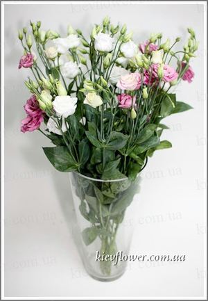Eustoma - Chinese rose ― Ukrflower - flower delivery