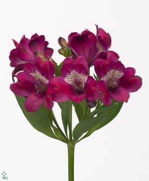Alstromeria ― Ukrflower - flower delivery