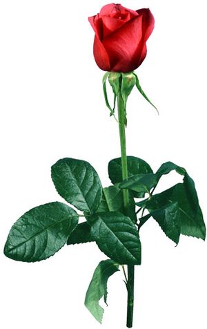A single rose ― Ukrflower - flower delivery