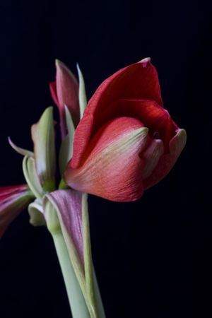Amaryllis ― Ukrflower - flower delivery