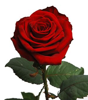 Ukraine rose 60-80cm ― Ukrflower - flower delivery
