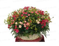 Basket of roses "Diva "