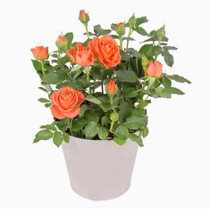 Roses in pot ― Ukrflower - flower delivery
