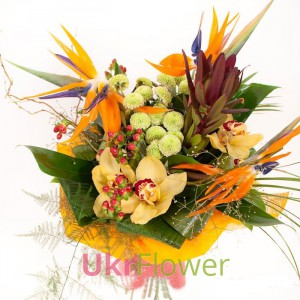Safari ― Ukrflower - flower delivery