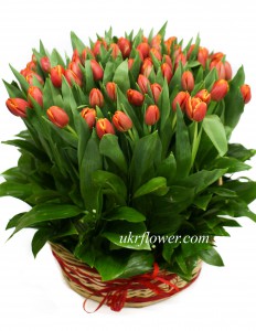 75 tulips in basket  ― Ukrflower - flower delivery