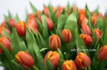 75 tulips in basket 