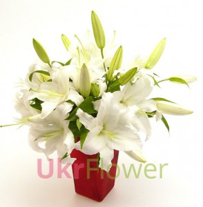 White lilies ― Ukrflower - flower delivery
